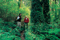 Parque Nacional Alerce Andino