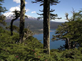 Parque Nacional Conguillio