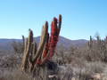 Parque Nacional Fray Jorge