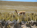 Reserva Nacional Las Vicuñas