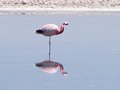Reserva Nacional Los Flamencos