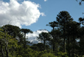 Parque Nacional Nahuelbuta