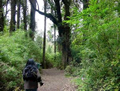 Parque Nacional Puyehue